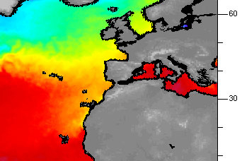 Gran caldo: arrivano
meduse e insetti